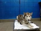 Adopt MINI a Husky, Mixed Breed