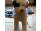 Mutt Puppy for sale in Eveleth, MN, USA