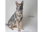 Adopt Anika a German Shepherd Dog, Mixed Breed