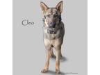 Adopt Cleo a German Shepherd Dog, Mixed Breed