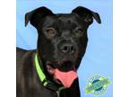 Adopt Buttercup a Mixed Breed