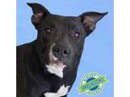 Adopt Blossom a Mixed Breed