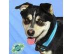 Adopt Bubbles a Mixed Breed