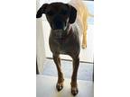 Adopt Lucy a Boxer