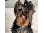 Yorkshire Terrier Puppy for sale in Pensacola, FL, USA