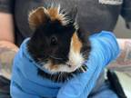 Adopt AMARYLLIS a Guinea Pig