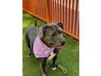 Adopt MAMACITA a Pit Bull Terrier