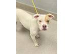 Adopt BUTTERFREE a Pit Bull Terrier