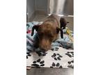 Adopt NUTMEG a Pit Bull Terrier, Mixed Breed