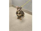 Adopt MAIA a Pit Bull Terrier