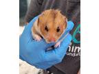 Adopt BELL a Hamster