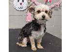 Adopt BRIE a Yorkshire Terrier