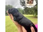 Dachshund Puppy for sale in Alto, TX, USA