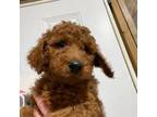 Goldendoodle Puppy for sale in Marked Tree, AR, USA