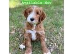 Australian Labradoodle Puppy for sale in New Smyrna Beach, FL, USA