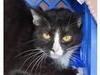 Adopt OLIVE OIL a Domestic Short Hair