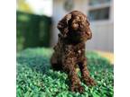 Labradoodle Puppy for sale in Rome, GA, USA