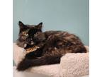 Adopt Vivie a Domestic Long Hair