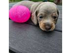 Dachshund Puppy for sale in Burleson, TX, USA