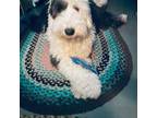 Old English Sheepdog Puppy for sale in Houlton, ME, USA