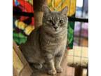 Adopt Clarice Starling a Domestic Short Hair