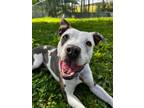 Adopt Medio a Pit Bull Terrier