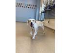 Adopt Satin a Australian Shepherd, Labrador Retriever