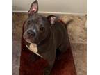 Adopt Elena a Pit Bull Terrier