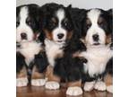 Bernese Mountain Dog Puppy for sale in Shippenville, PA, USA