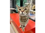 Adopt Maple Syrup a Domestic Short Hair