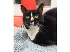 Adopt KAREN a Domestic Short Hair