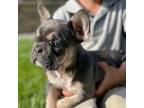 French Bulldog Puppy for sale in Grabill, IN, USA