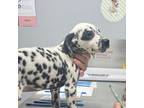 Dalmatian Puppy for sale in Ocala, FL, USA