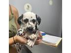 Dalmatian Puppy for sale in Martin, TN, USA
