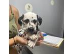 Dalmatian Puppy for sale in Knoxville, TN, USA