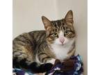 Adopt Samantha a Domestic Short Hair