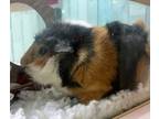 Adopt Shmitty a Guinea Pig