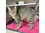 Adopt Amelia a Domestic Short Hair