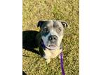 Adopt Angie a Pit Bull Terrier, Mixed Breed