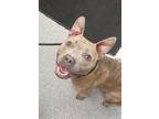 Adopt CHLOE a Staffordshire Bull Terrier