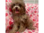 Shih-Poo Puppy for sale in Merritt Island, FL, USA