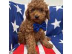 Cavapoo Puppy for sale in Merritt Island, FL, USA