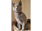 Adopt Guac a Domestic Short Hair