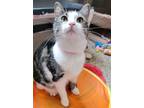 Adopt Pumpkin ScaryClaws a Domestic Short Hair