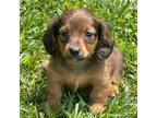 Dachshund Puppy for sale in Statesville, NC, USA