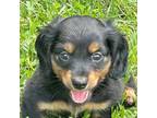 Dachshund Puppy for sale in Statesville, NC, USA