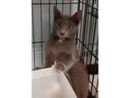 Adopt Chaquita a Domestic Short Hair