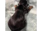 Dachshund Puppy for sale in Statesville, NC, USA