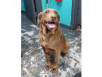 Adopt Marley #155 a Labrador Retriever, Golden Retriever