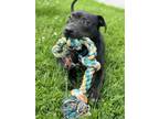 Adopt MAYBELLINE a Pit Bull Terrier, Labrador Retriever